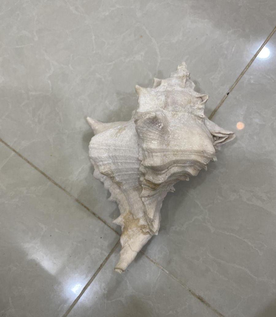 اصداف بحريه كبيره