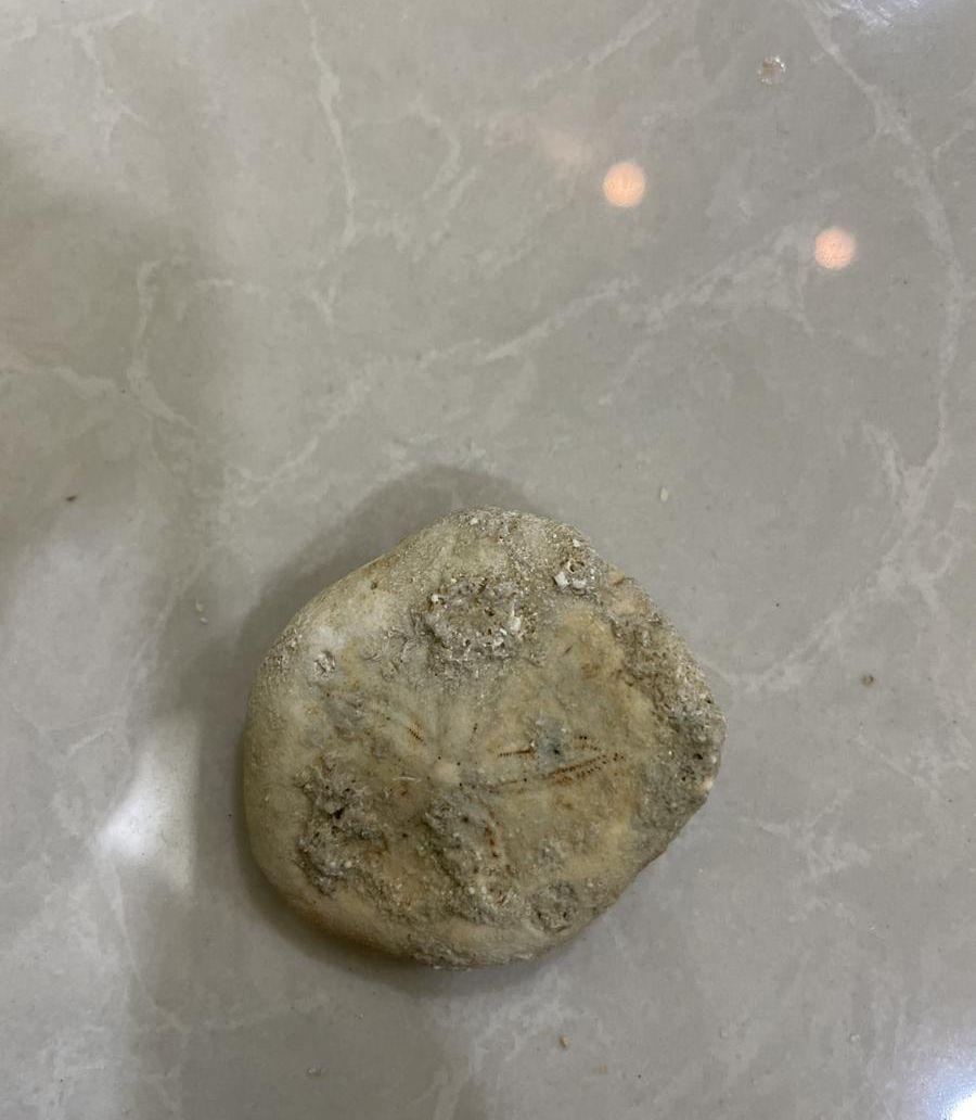اصداف بحريه كبيره