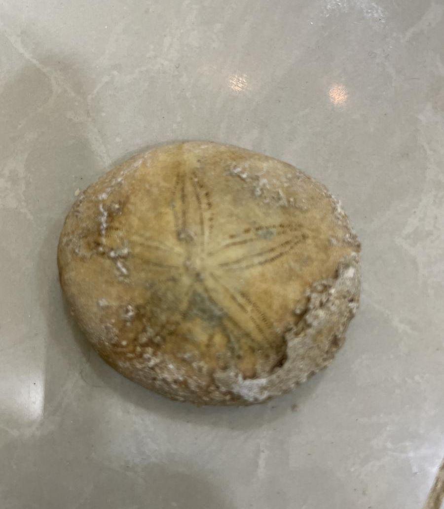 اصداف بحريه كبيره