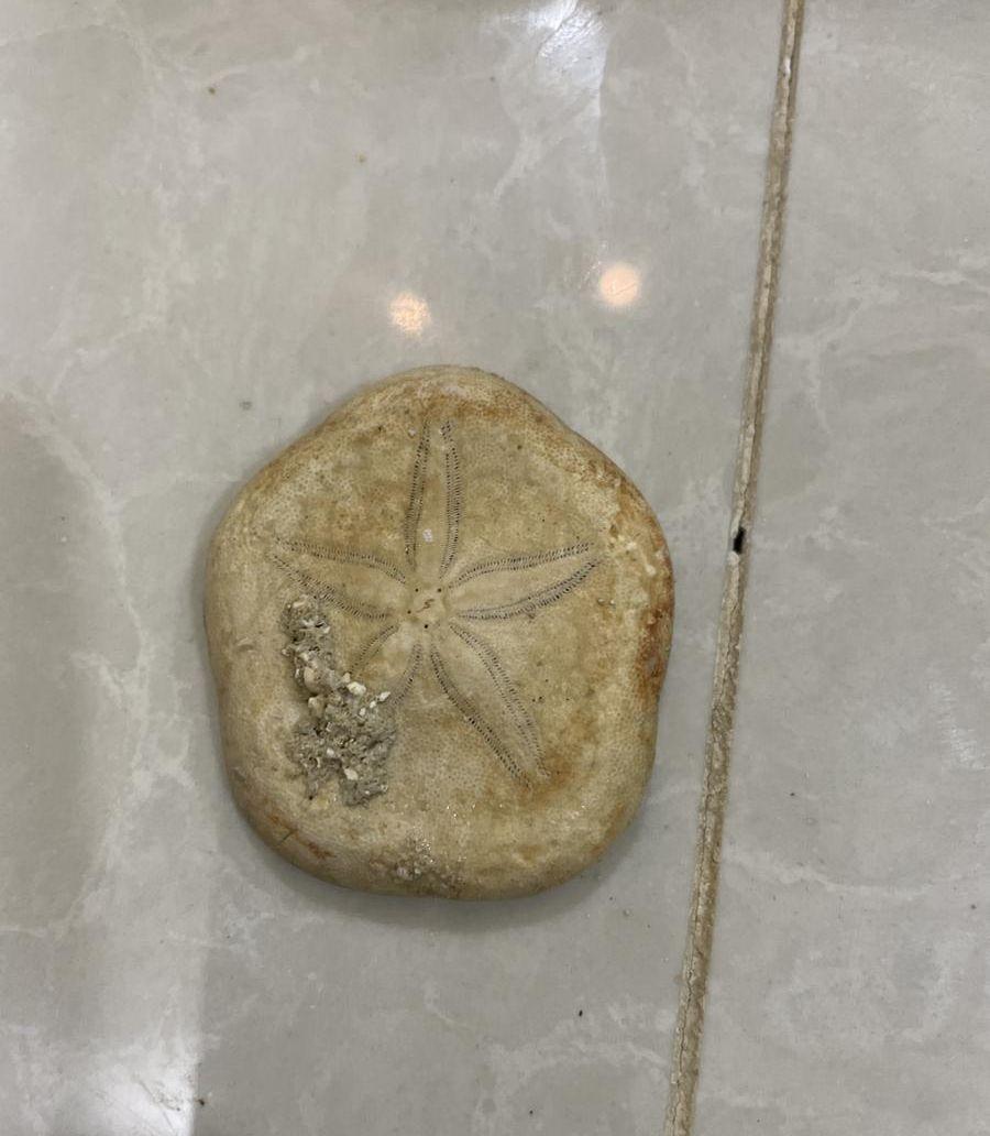 اصداف بحريه كبيره