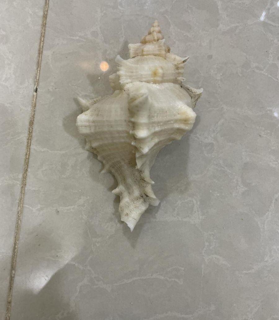اصداف بحريه كبيره