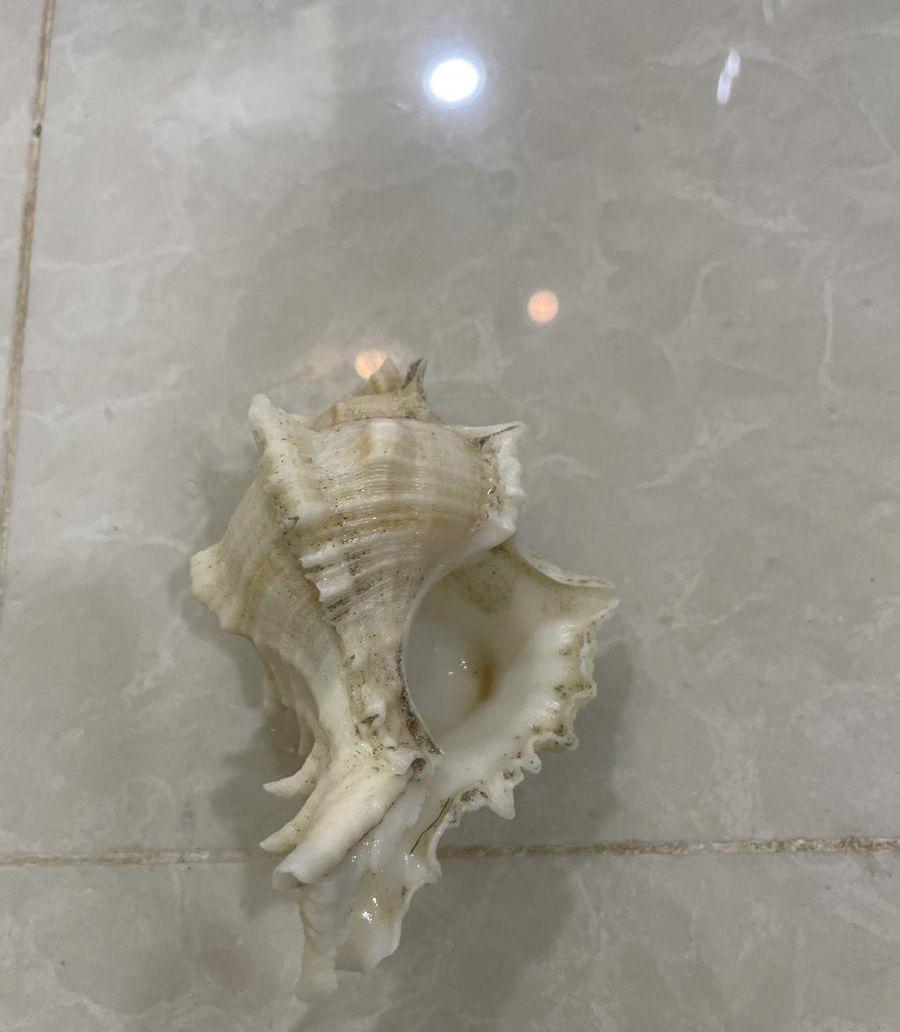 اصداف بحريه كبيره