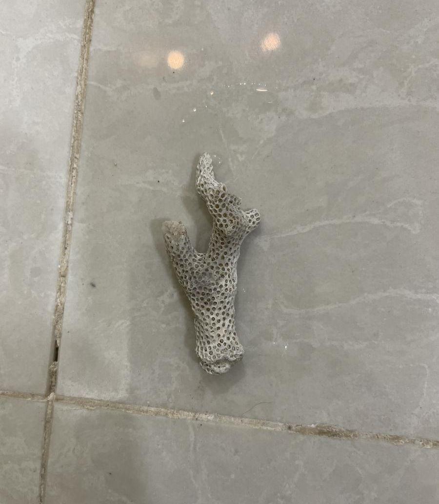 اصداف بحريه كبيره