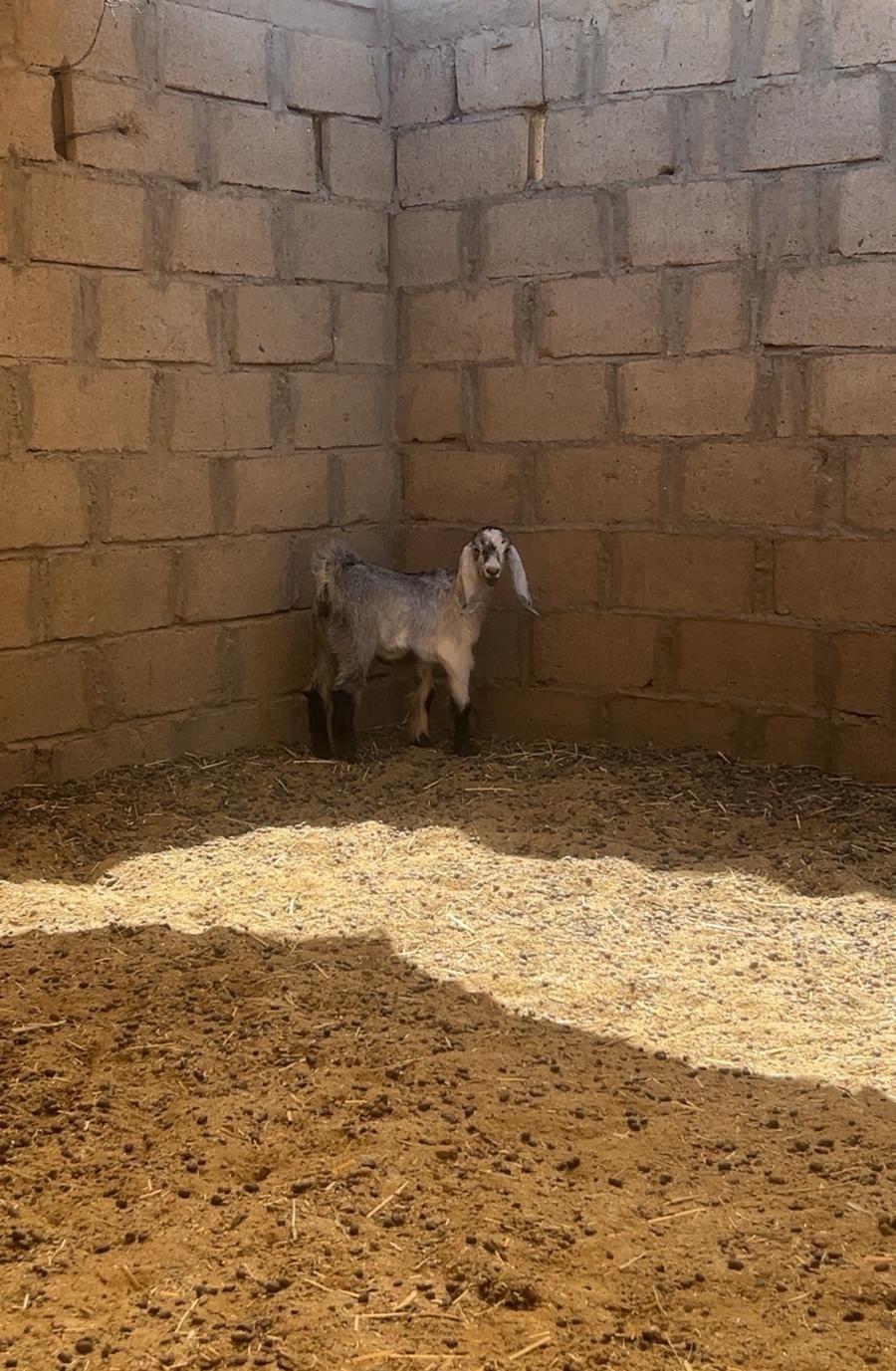 تيس للبيع