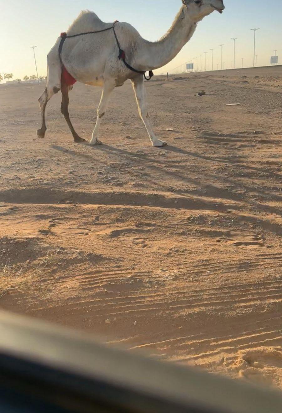 خلفه كفو تحته