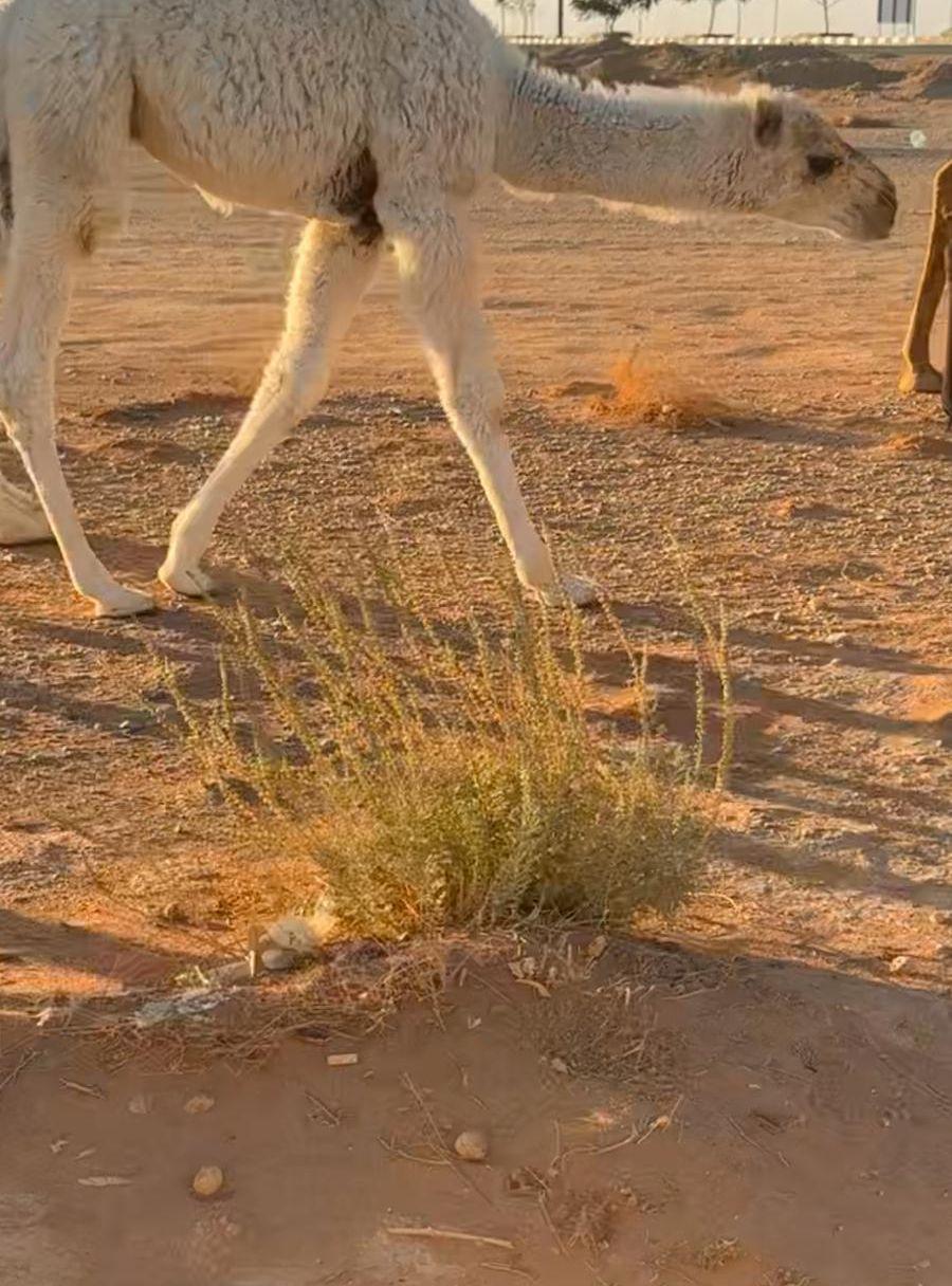 خلفه كفو تحته