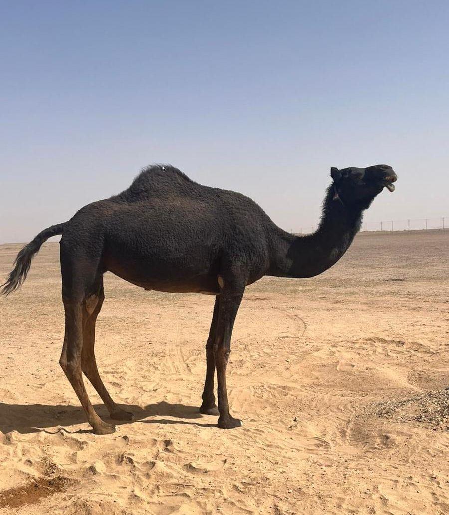 ناقة للبيع