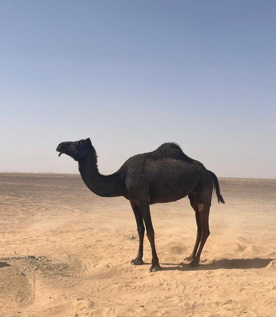 ناقة للبيع