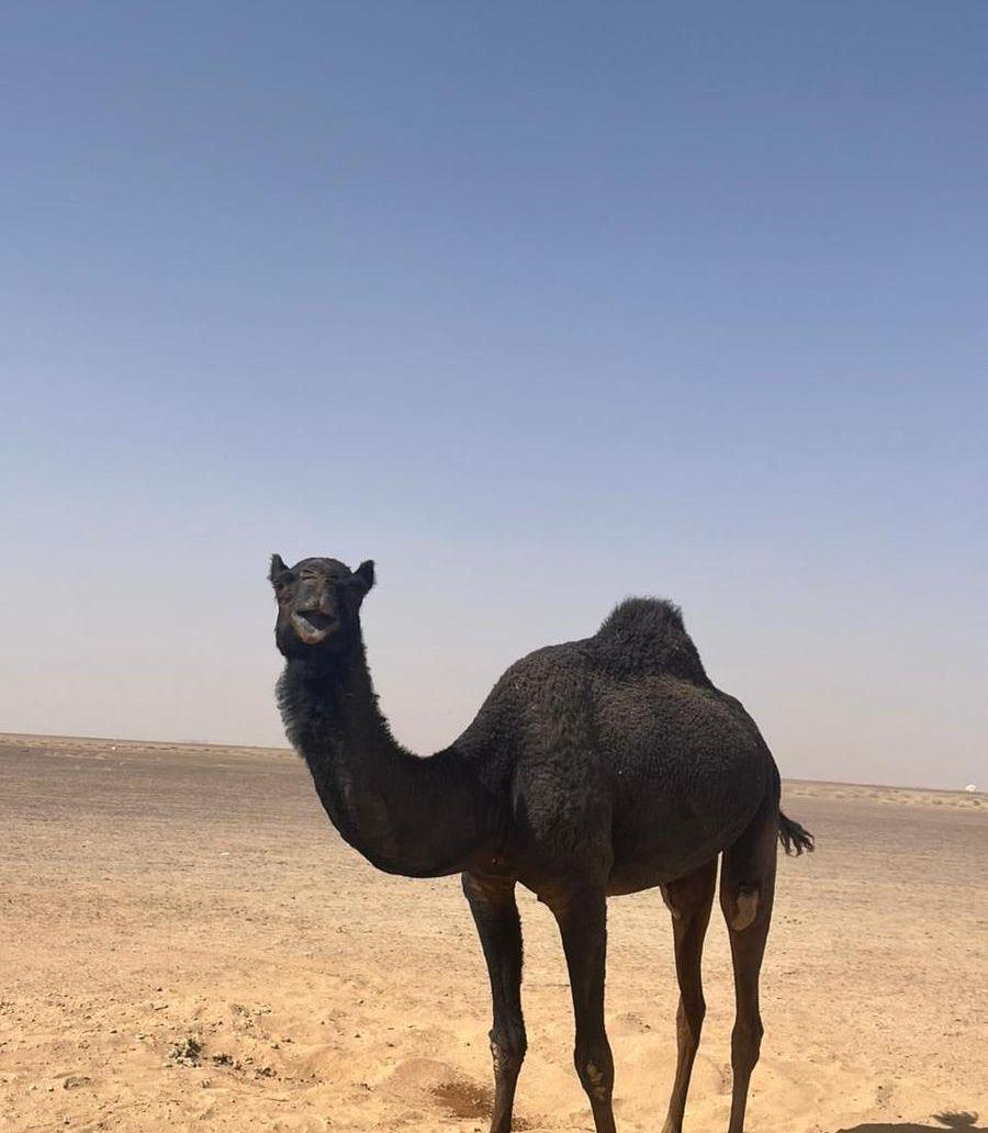 ناقة للبيع