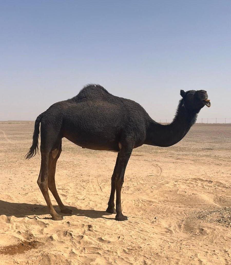ناقة للبيع