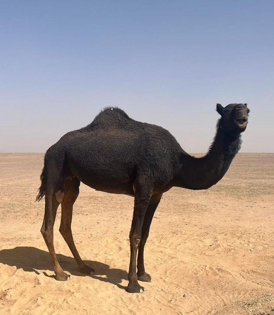 ناقة للبيع