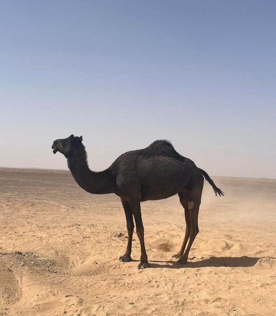 ناقة للبيع
