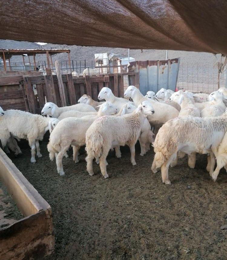 ذبايح حري وتيوس