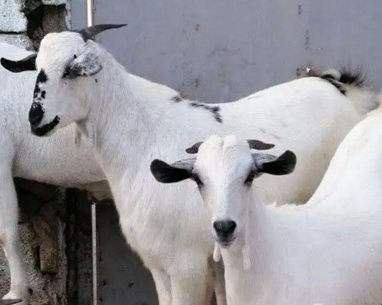 ذبايح حري وتيوس