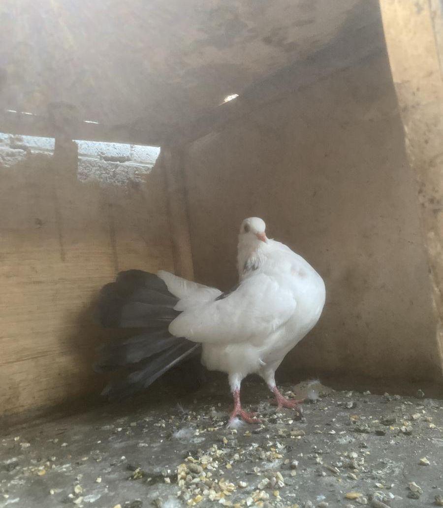 الجوز ب50 الحبه