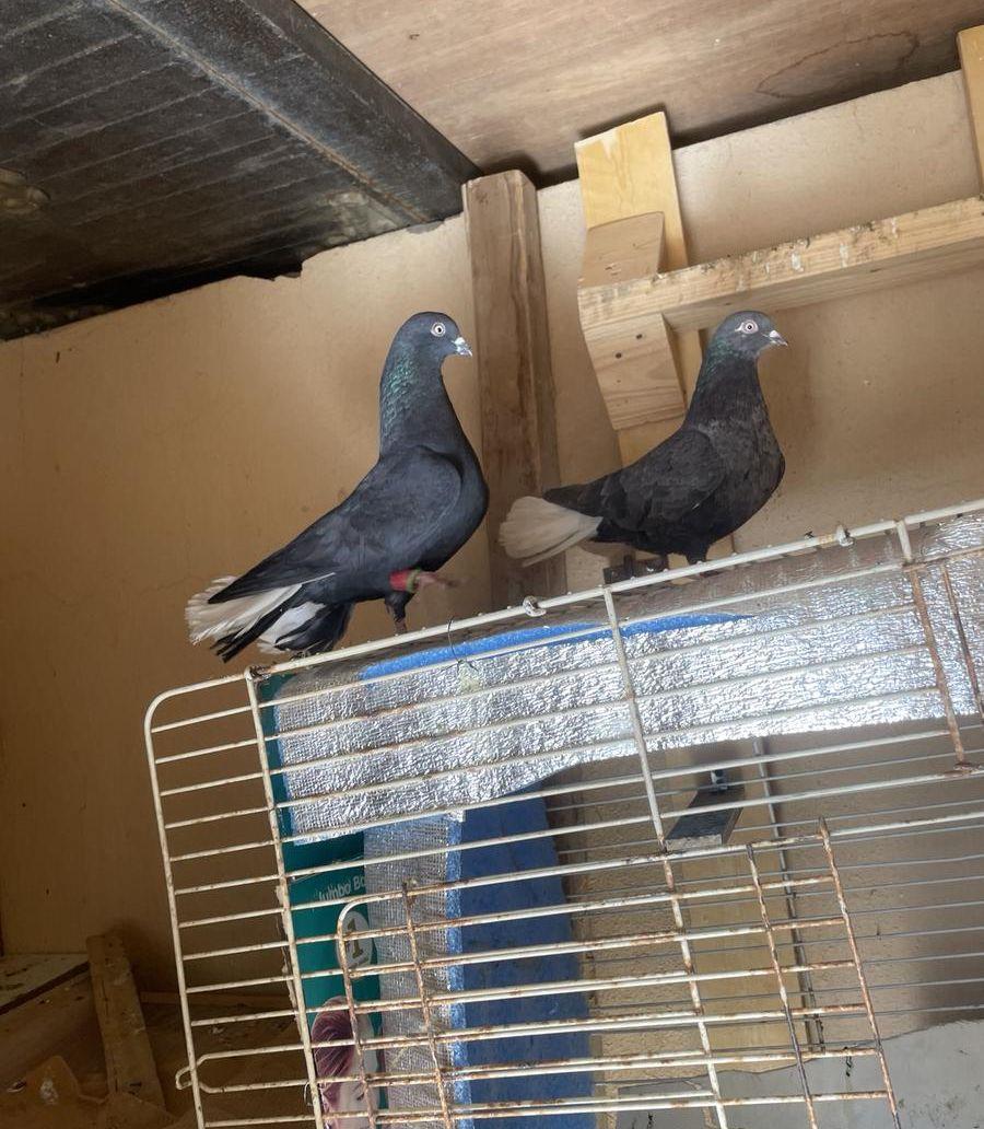 حمام