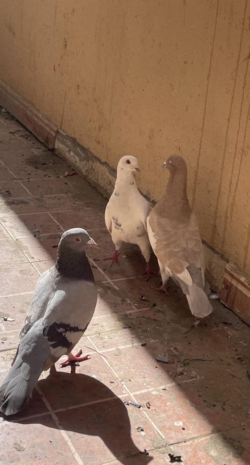 حمام