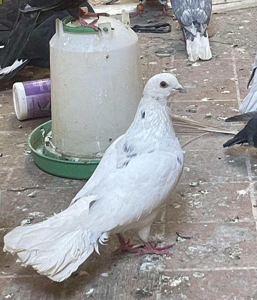 حمام