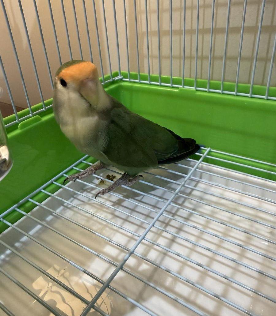 ذكر روز