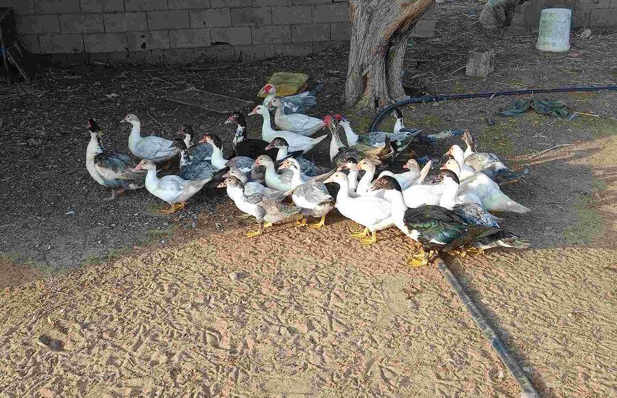 السلام عليكم ورحمه