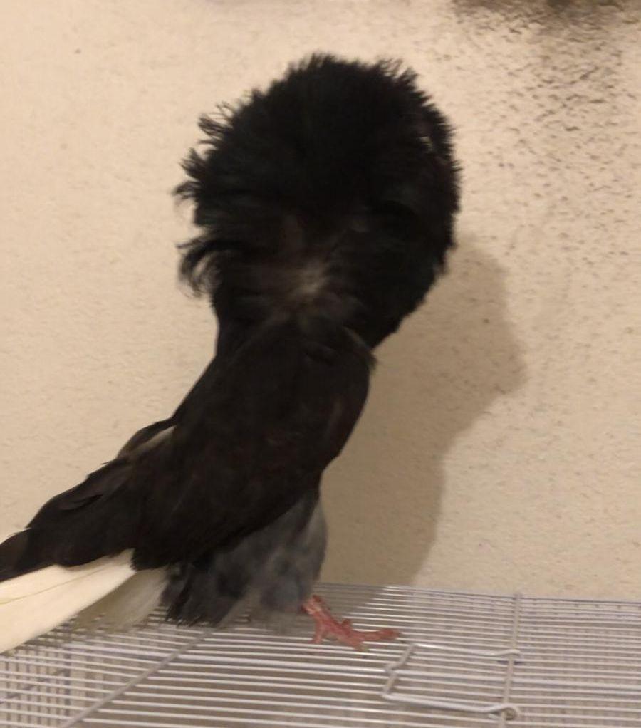 جاكوبين