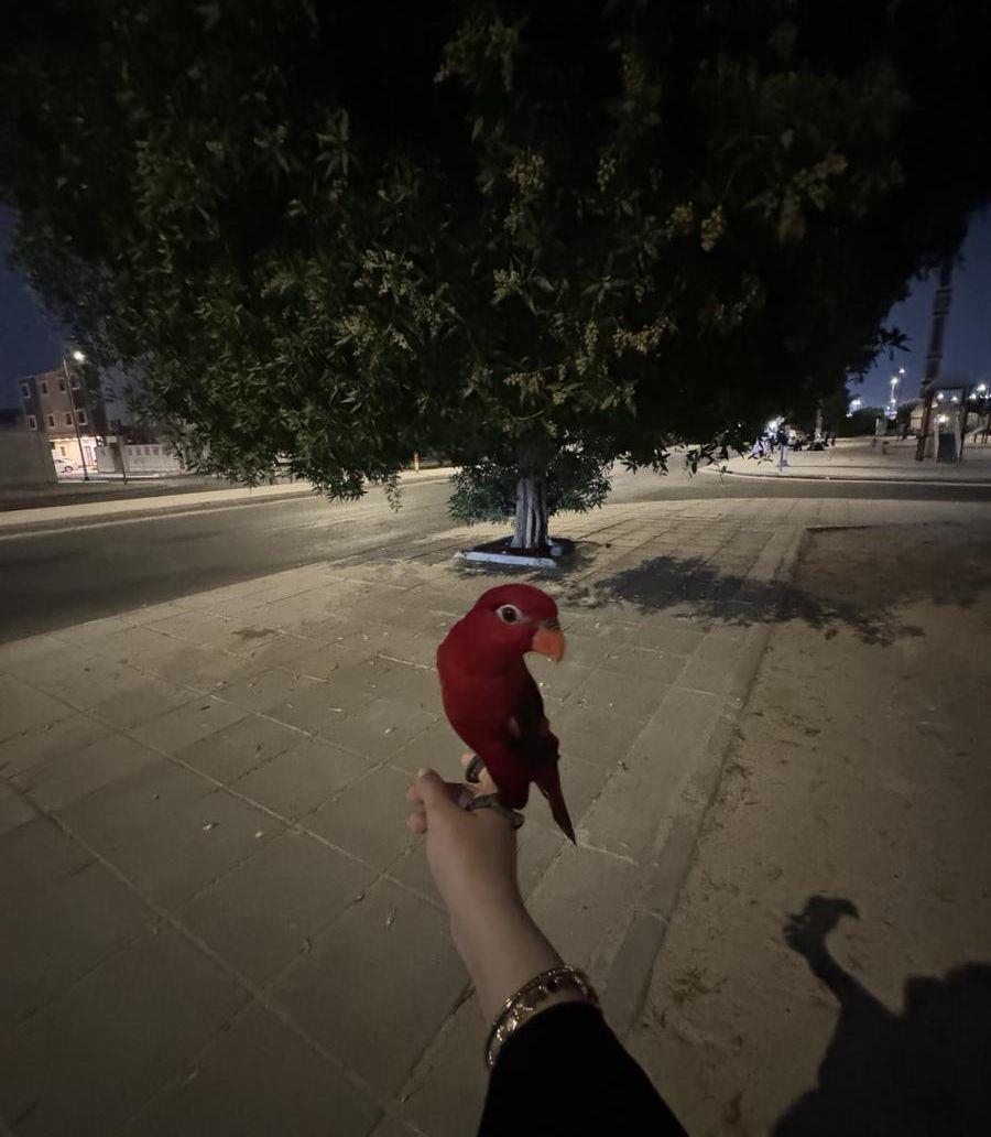 شاترنج لوري نوادر((