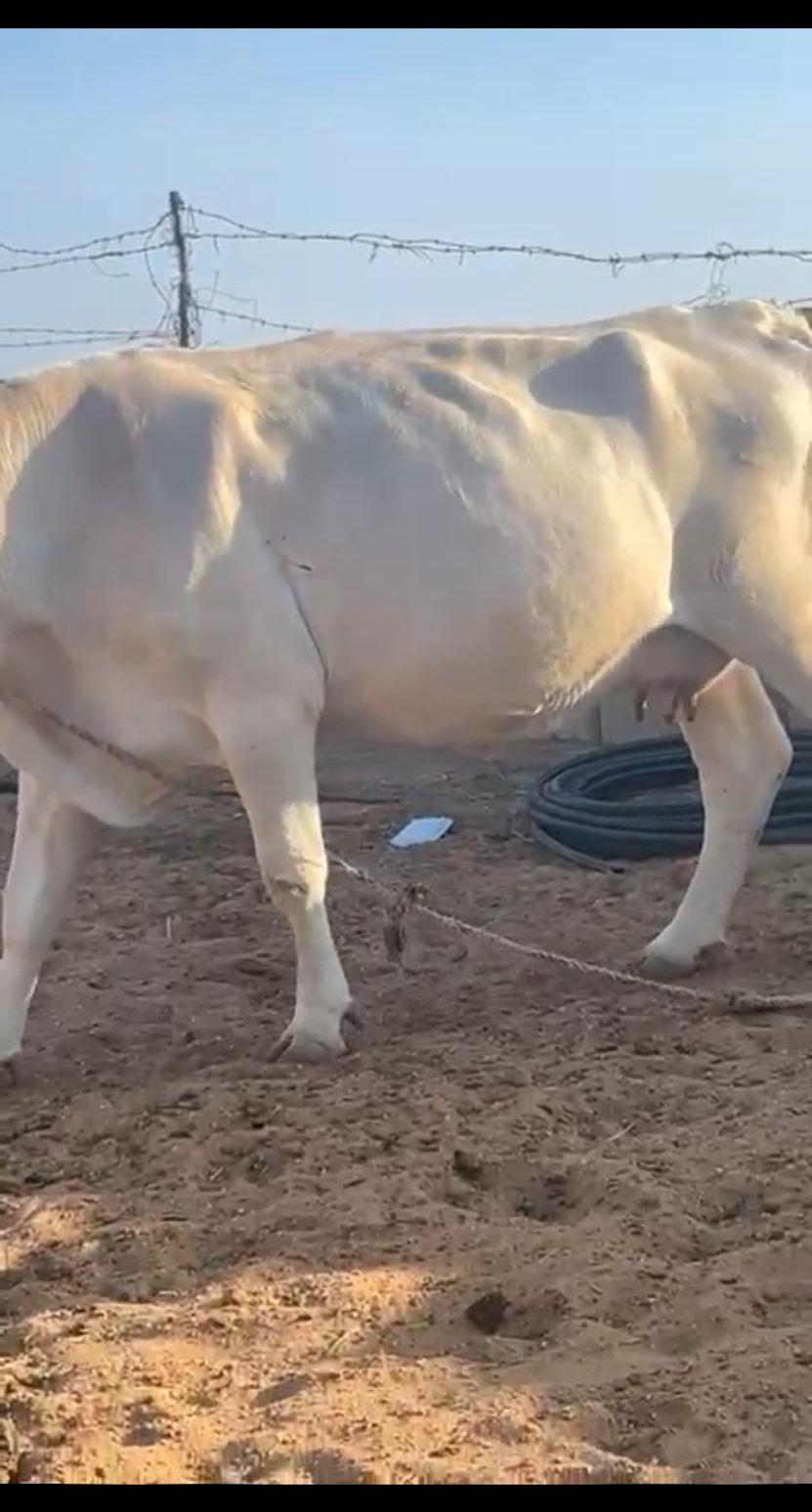 بقره ألمانيه