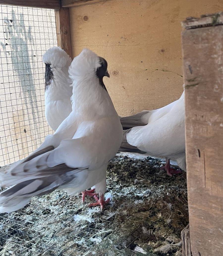 زوجين حمام سوداني