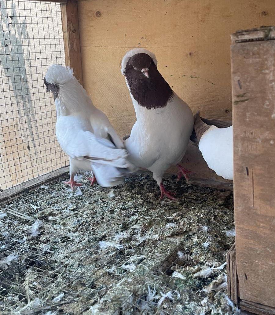 زوجين حمام سوداني