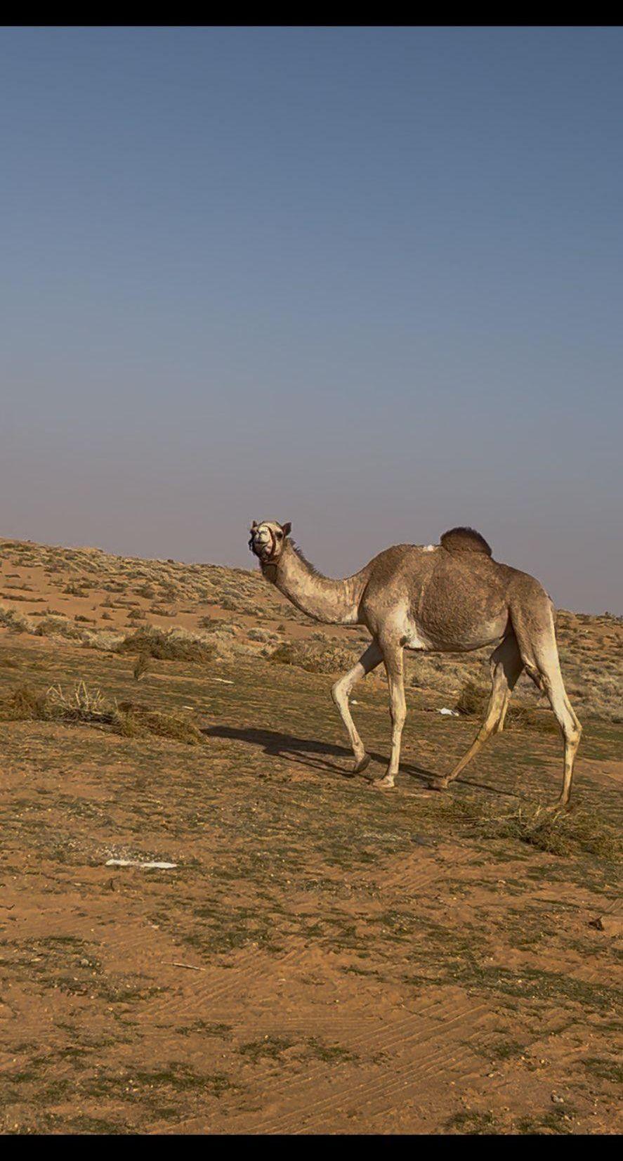 هجن جذعه للبيع