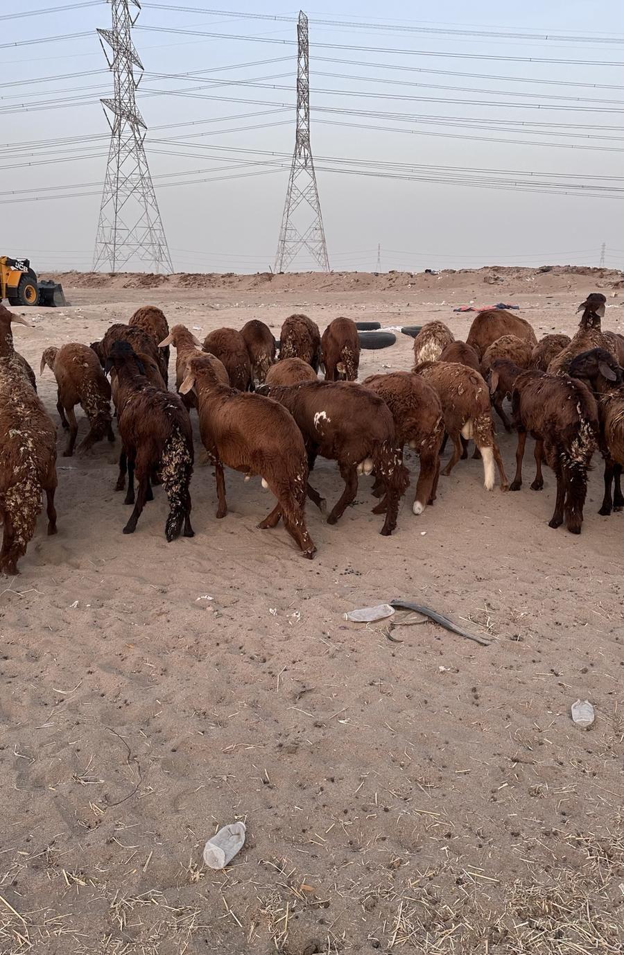 طليان سواكن مرابي