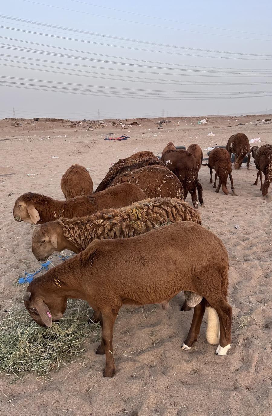طليان سواكن مرابي