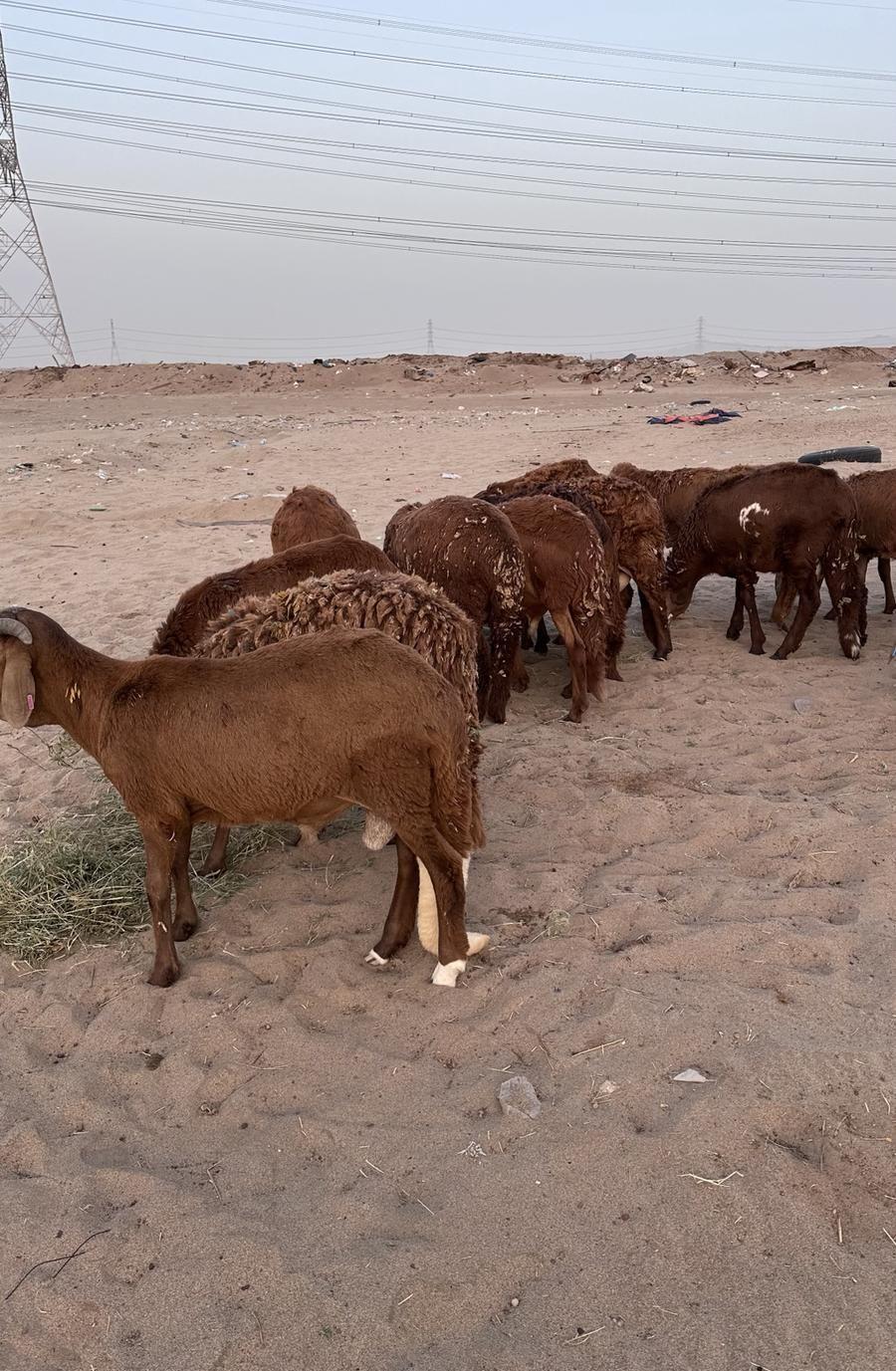 طليان سواكن مرابي