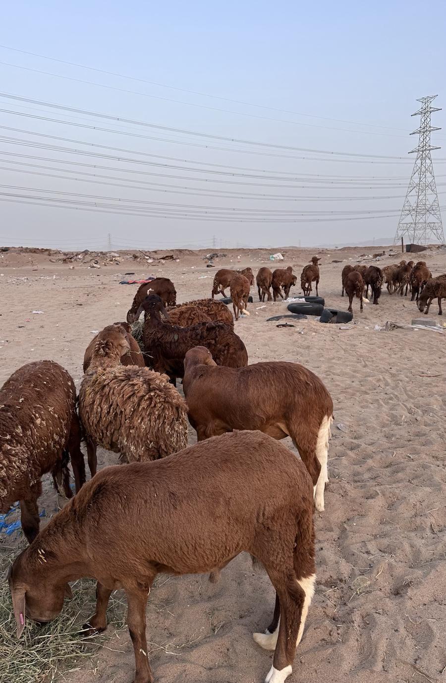 طليان سواكن مرابي