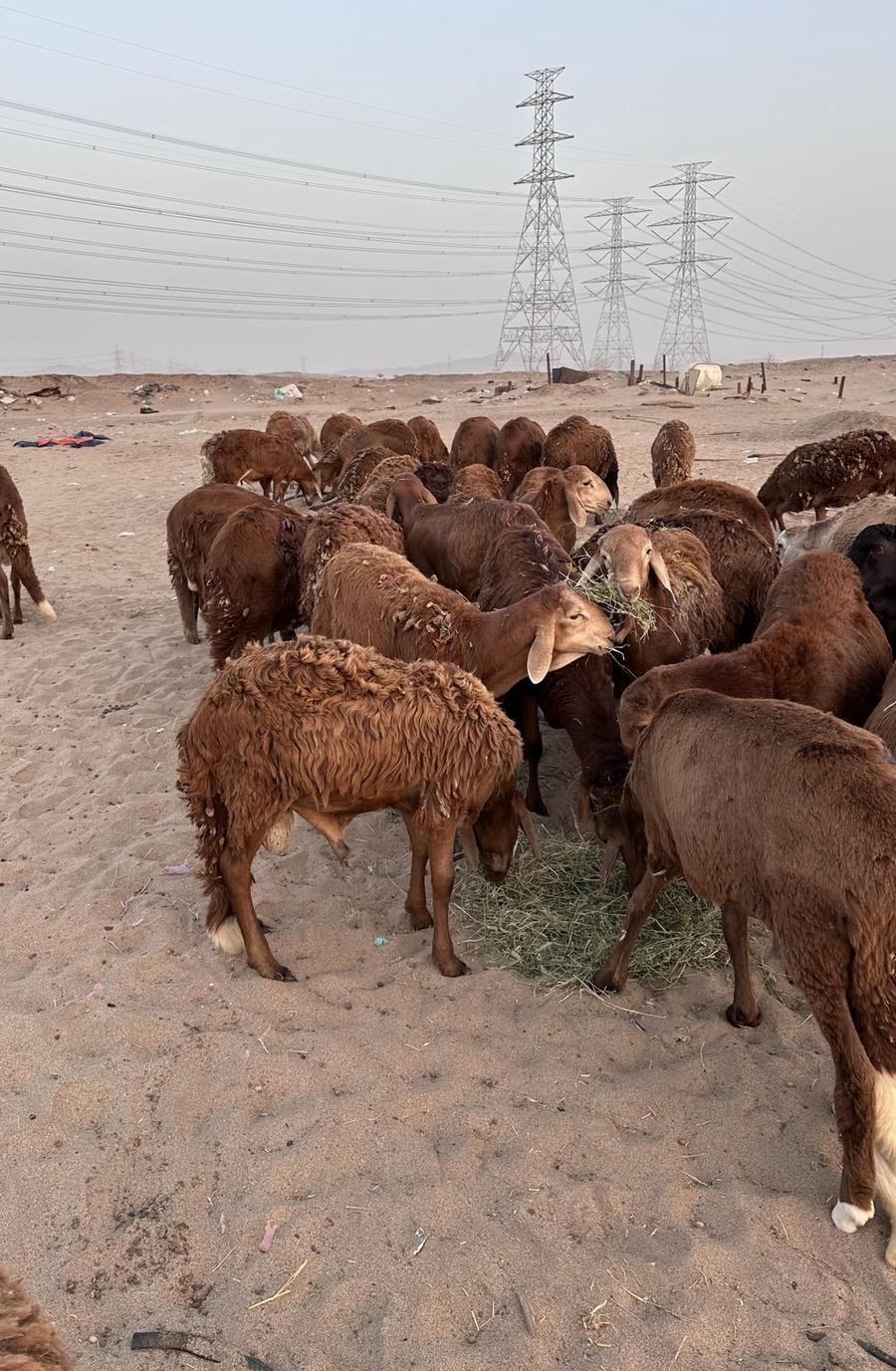 طليان سواكن مرابي