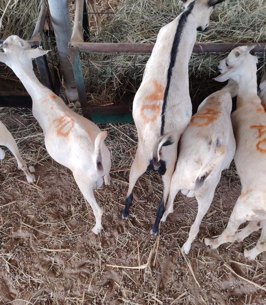 تيوس صوماليه تربيه