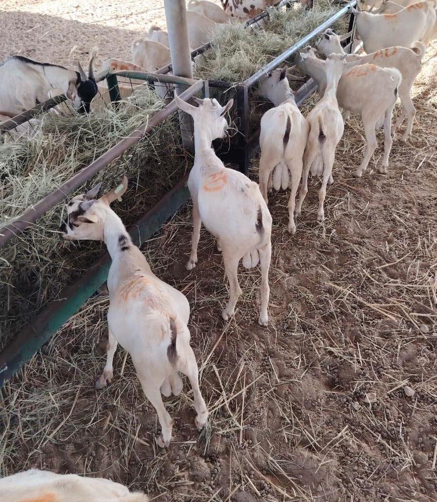 تيوس صوماليه تربيه