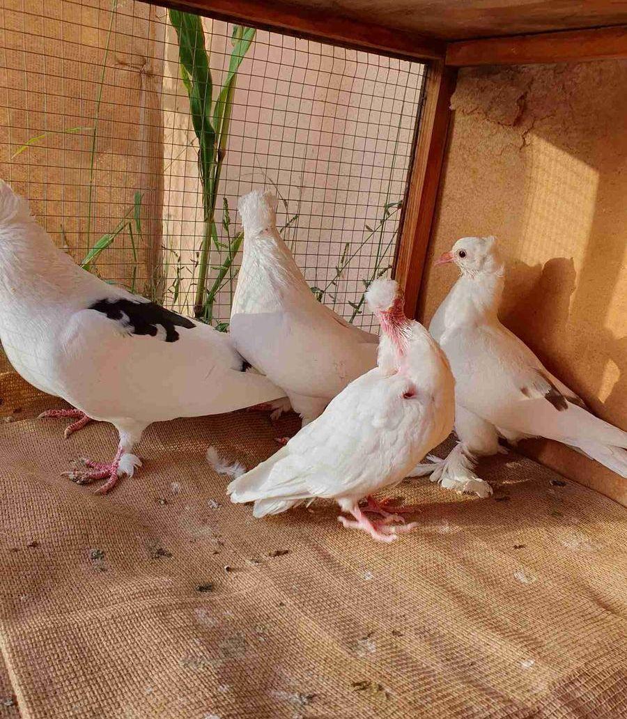 جوزين حمام