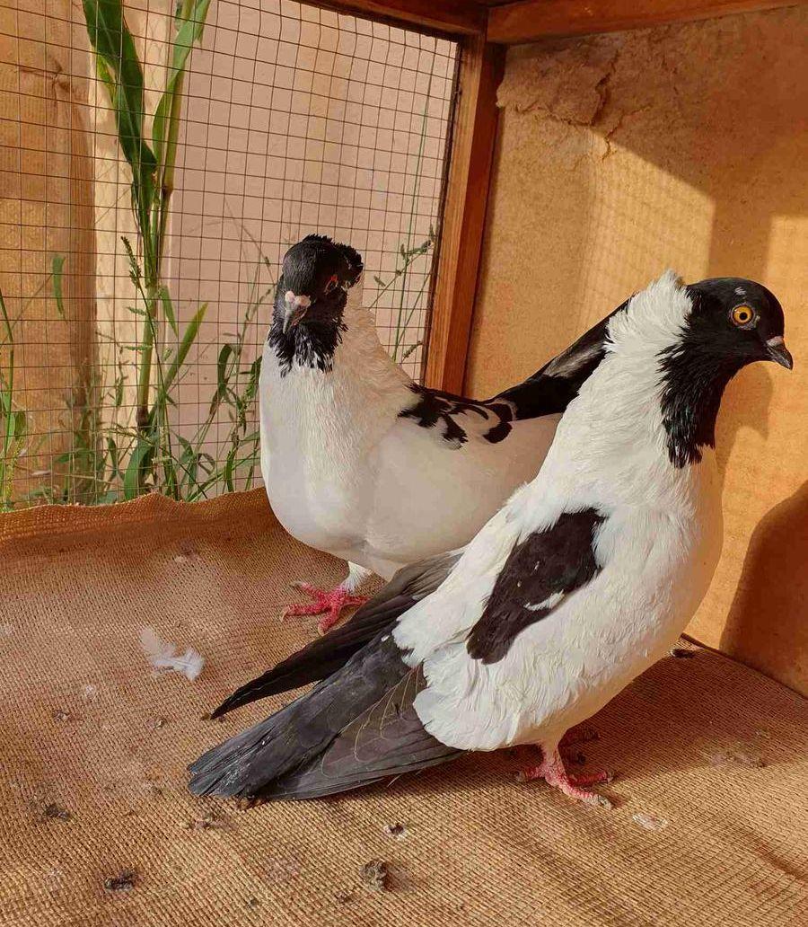 جوزين حمام