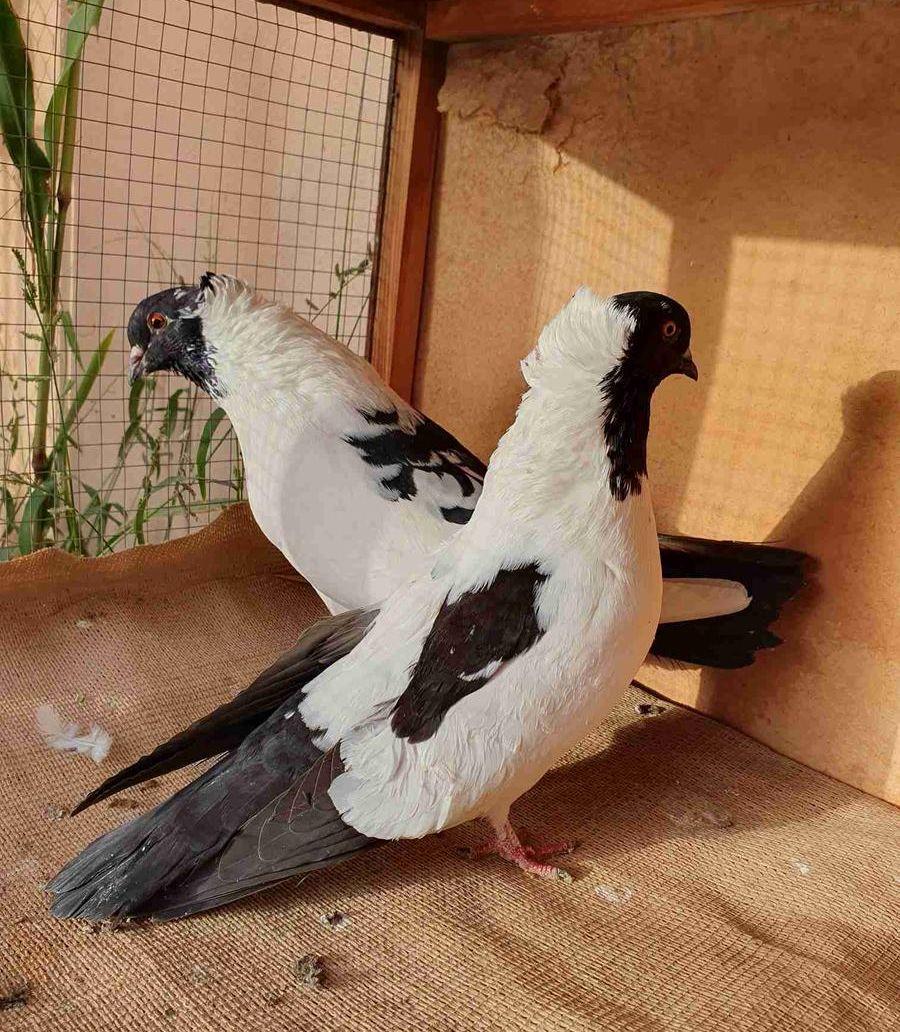 جوزين حمام