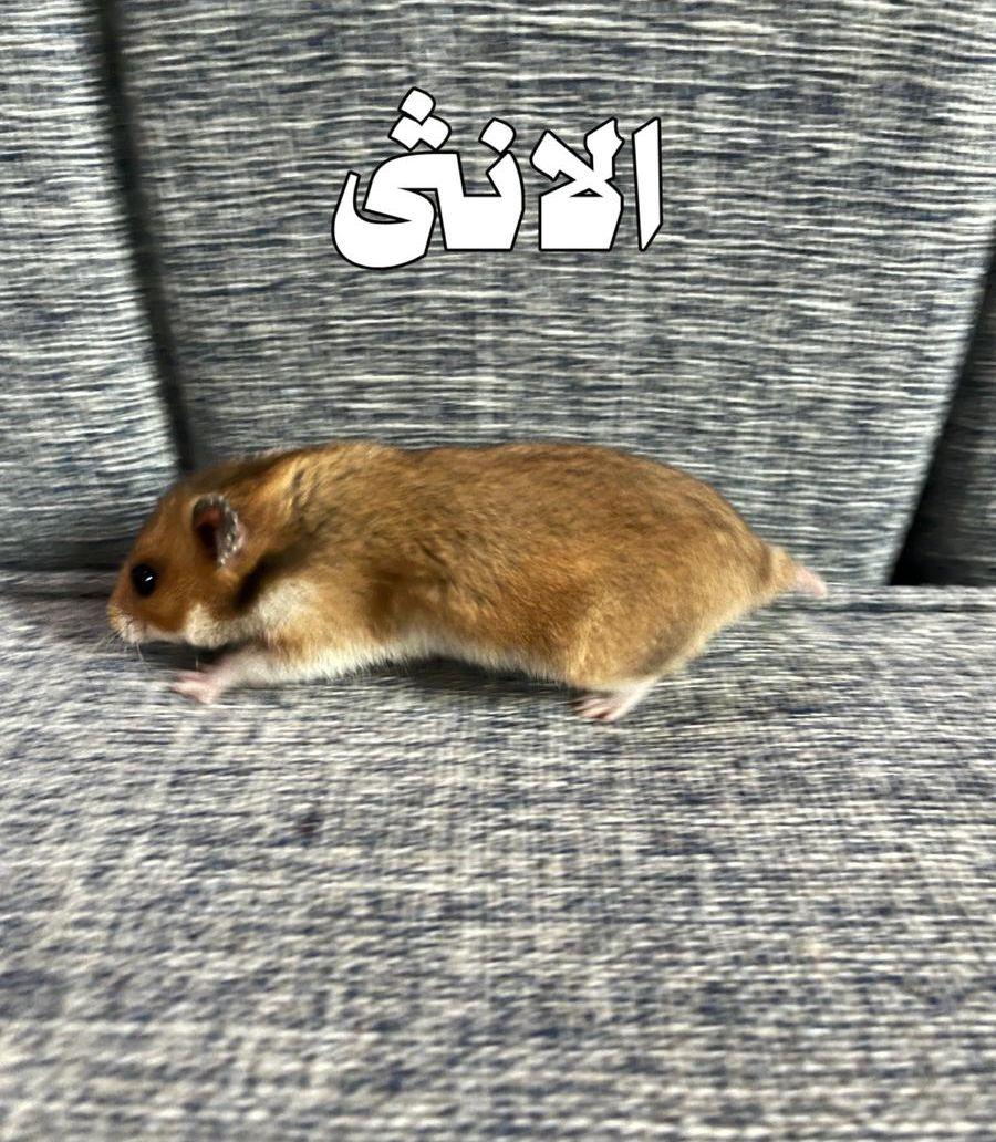 اثنين هامستر سوري