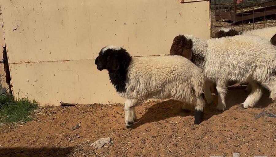رخال نعيم هرافى
