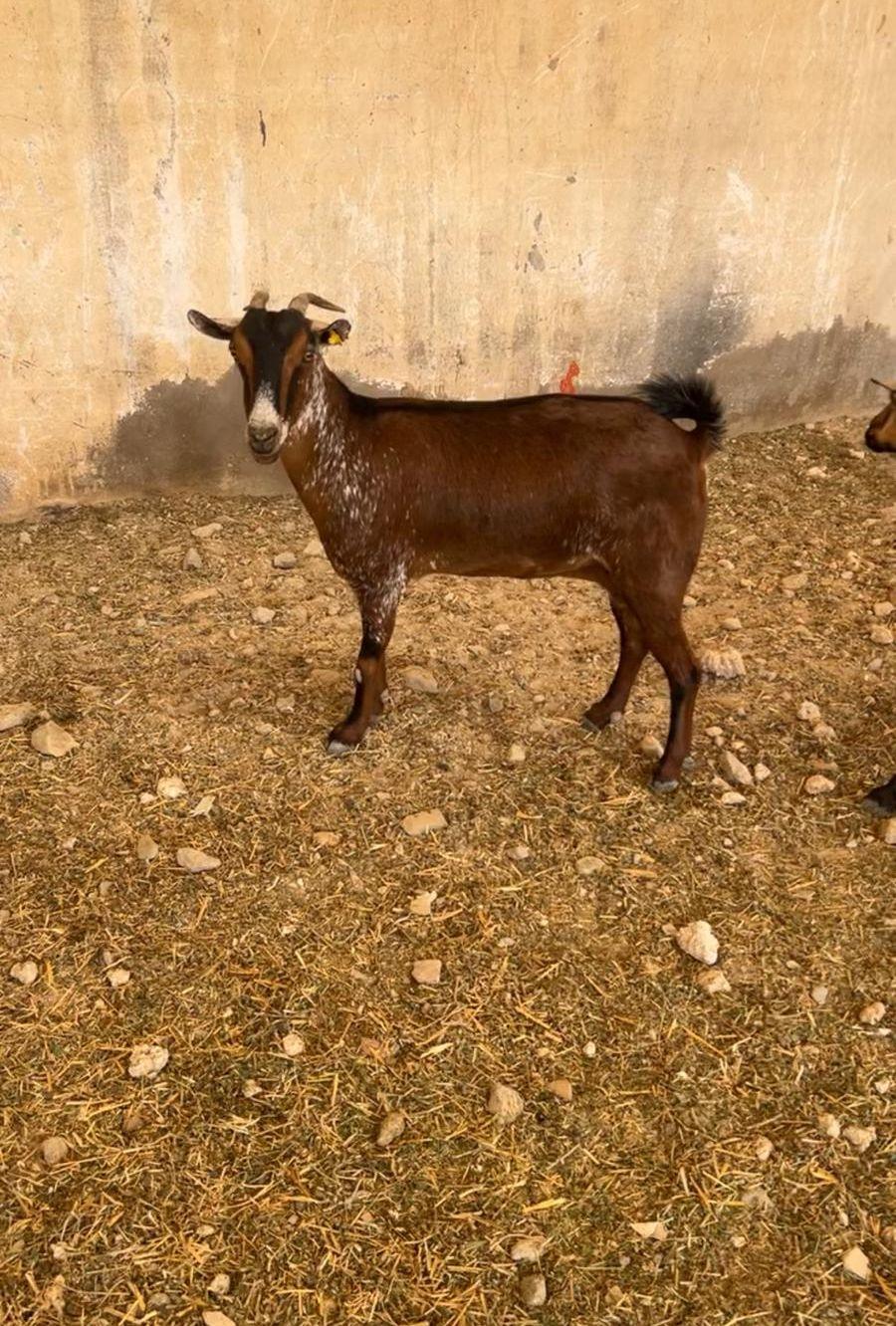 معزا جنوبية