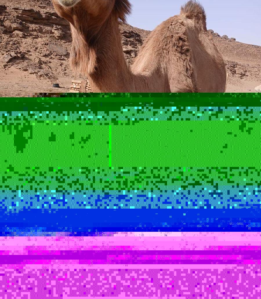 ناقه حايل