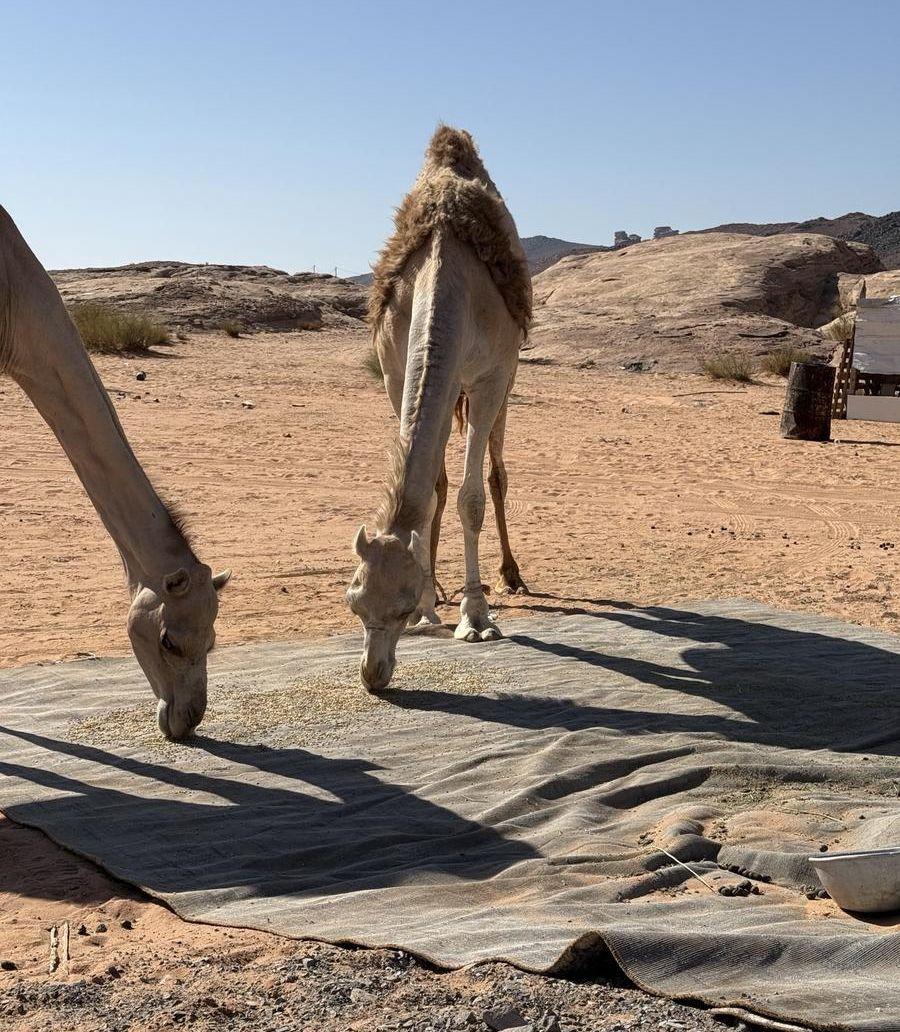 ناقه حايل