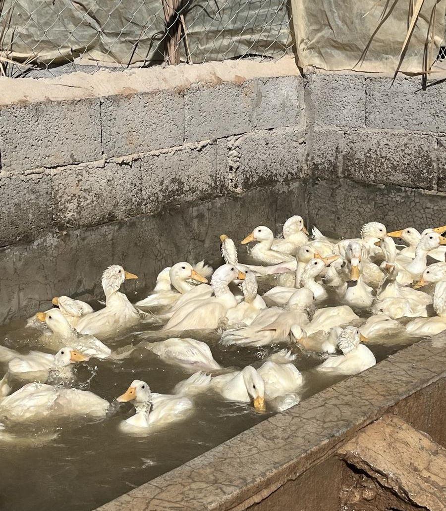 بط بكيني بياض