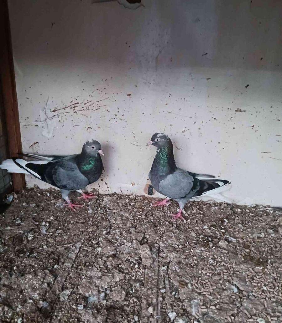انثيتين زرق فواخر