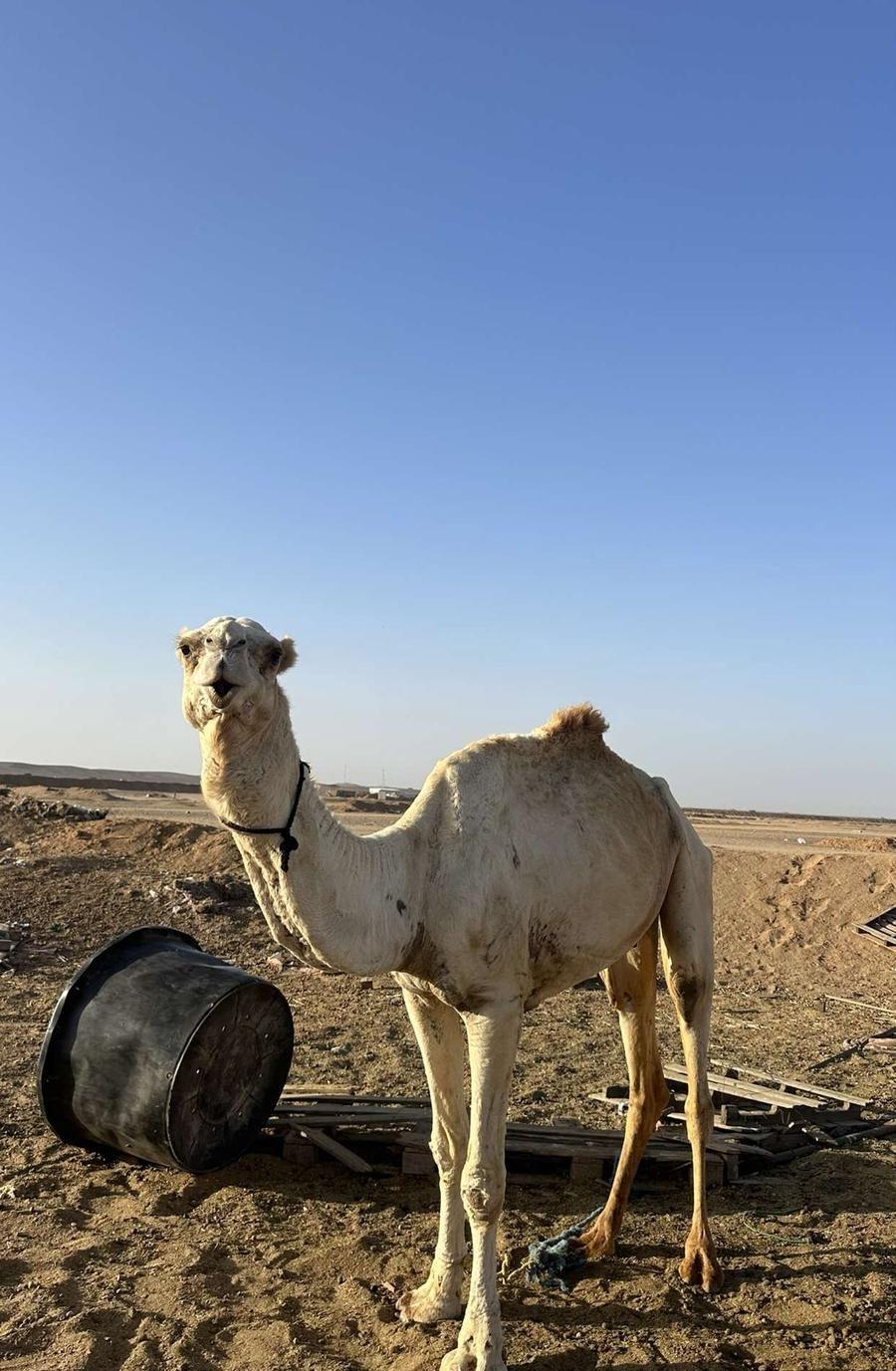 قليصه
