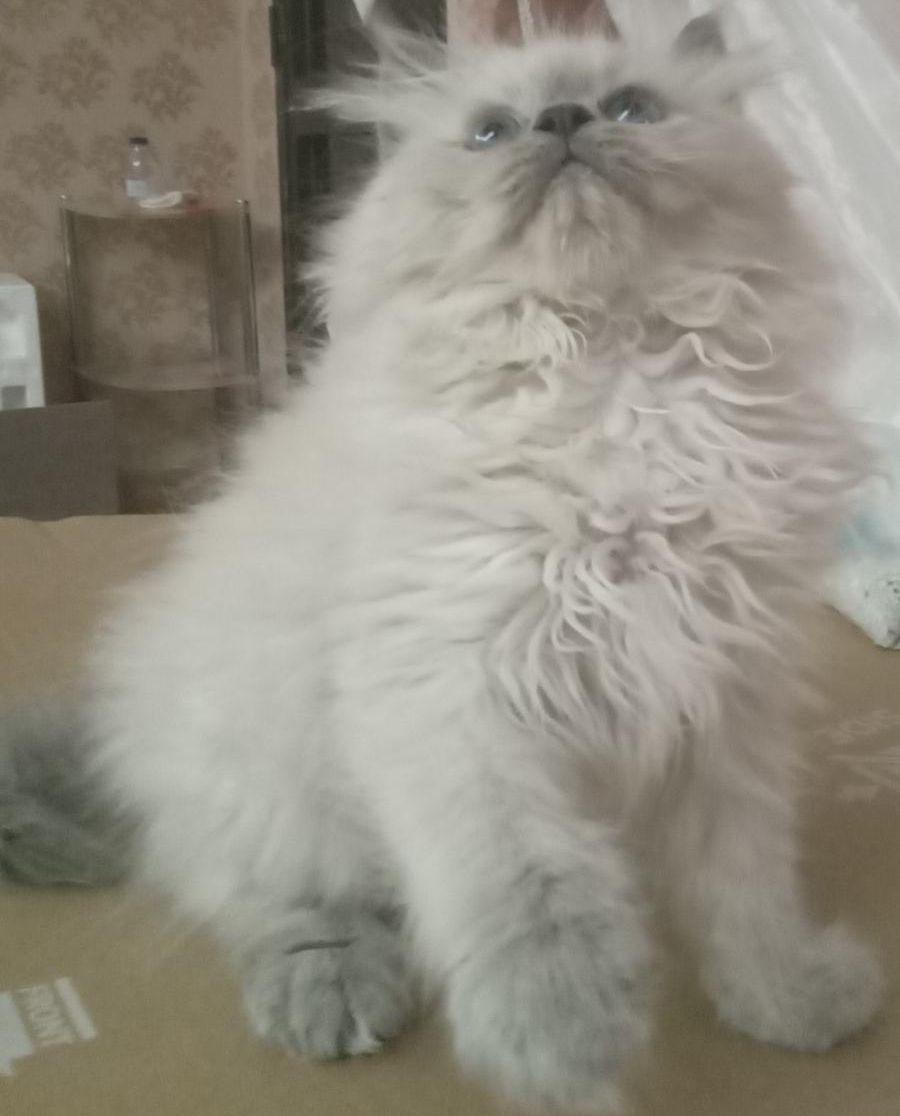 قطه هملايا للبيع