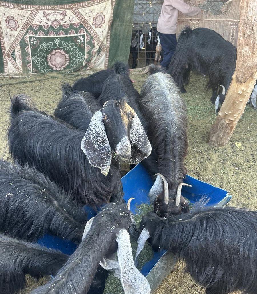 معزه للبيع